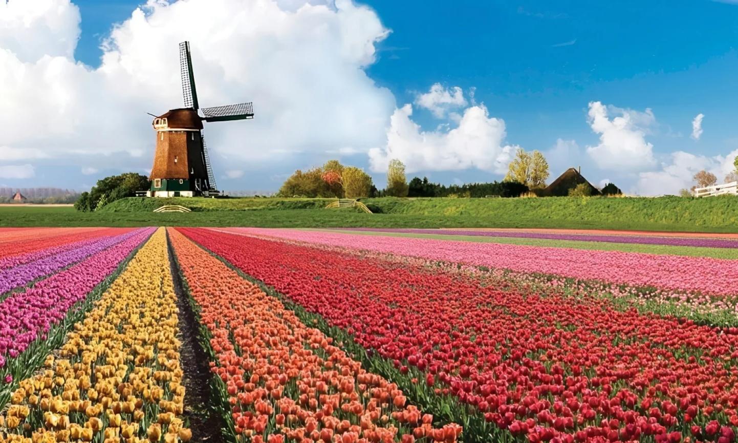 TULIPANES Y CHOCOLATE BELGA