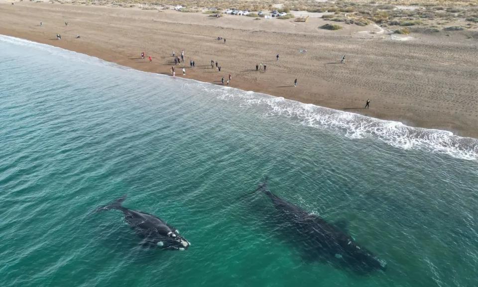 Ballenas y tulipanes desde Puerto Madryn
